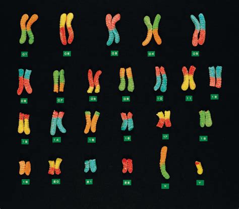 Cienciando Adn Y Cromosomas T E