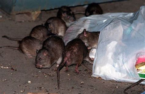 New York City Rats Carry Previously Undiscovered Diseases | Complex