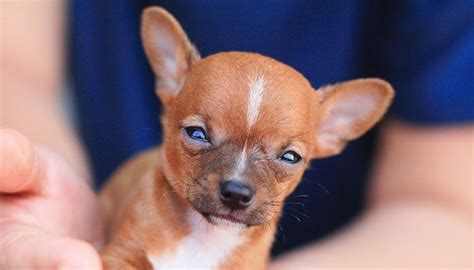 The Best Dog Foods For Chihuahuas in 2025