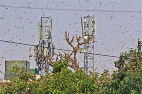 印度遭遇近30年最重蝗灾，8000万蝗虫席卷全国，50万公顷农田被毁