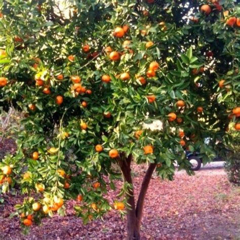 Satsuma Tangerine Trees For Sale Garden Goods Direct