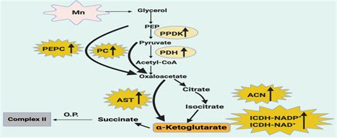 Production Of Alpha Ketoglutarate From Isocitrate In A Glycerol Medium