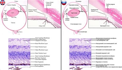 Строение глаза и слои сетчатки / Structure of the eye and layers of the ...