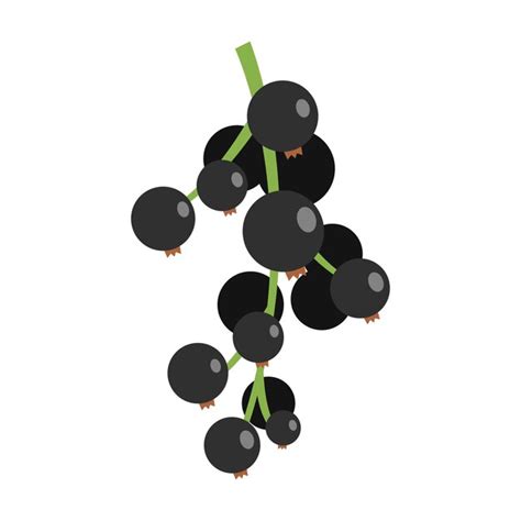 Premium Vector Black Currant Fruit Icon Flat Illustration Of Black