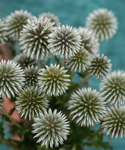 How To Grow Echinops Globe Thistle Johnny S Selected Seeds