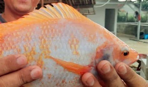 Pakan Larva Ikan Nila Bahan Utama Dan Komposisi Tambahan Pakanpabrik