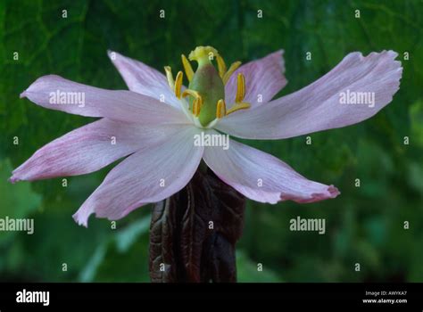 Podophyllum hexandrum Stock Photo - Alamy