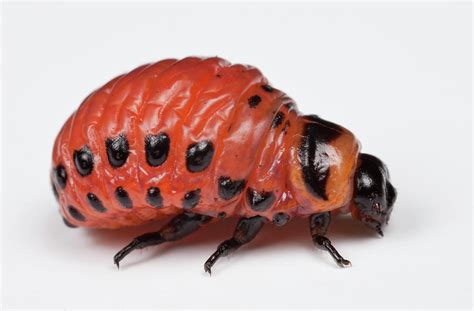 Colorado Potato Beetle Larva Photograph by Pascal Goetgheluck/science ...