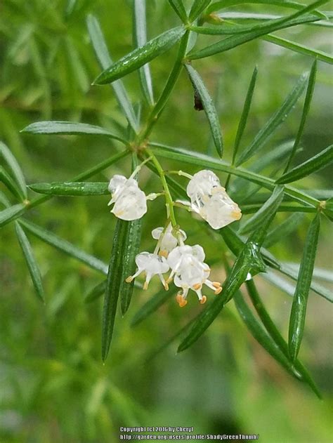 Photo Of The Bloom Of Asparagus Fern Asparagus Densiflorus Sprengeri