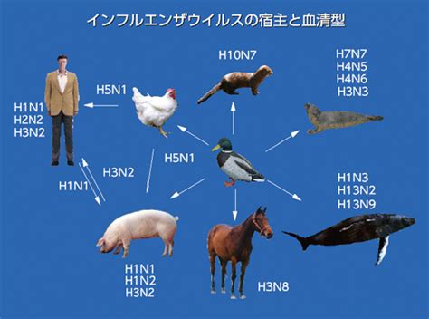 インフルエンザの始まりはすべて鳥だった—さまざまなインフルエンザの脅威に備える— サイエンス＆テクノロジー 研究・社会連携 京都産業大学