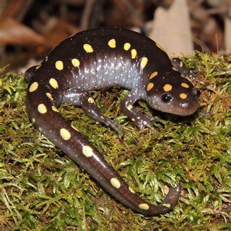 Mole salamander - Alchetron, The Free Social Encyclopedia