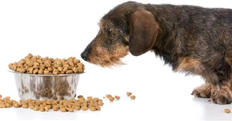 Dachshund Feeding Guide Dachshund Central