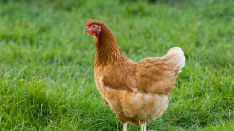 10 Provocative Questions About Raising Chickens…Answered! | Mental Floss