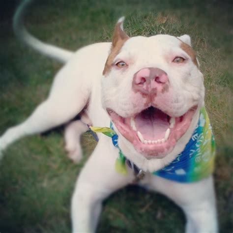 Pit Bull Lovers: Pit Bull Training Tips: 4 ways to stop excessive barking