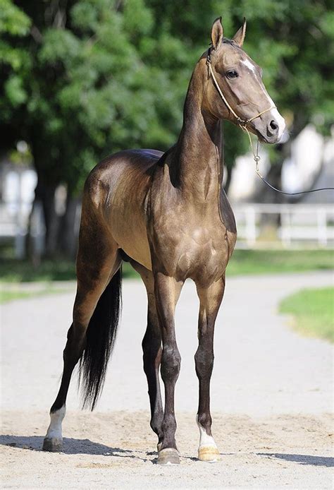 Bay Akhal Teke Horse Rearing Stock Image Image Of Farm Play 15360043
