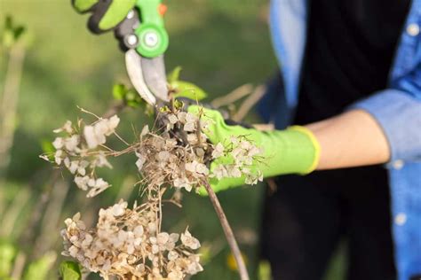 Hortensien Im Topf Berwintern So Gelingt Es