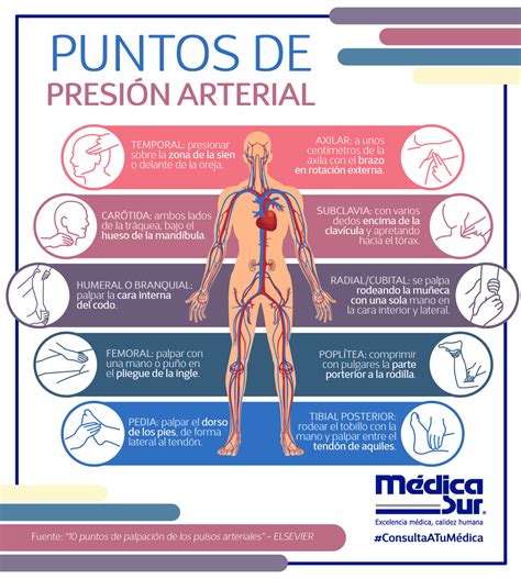 Sabes Cu Les Son Los Puntos Anat Micos Donde Puedes Sentir O Medir El