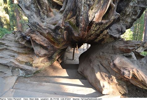 Fallen Monarch Tree Famous Redwoods