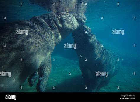 Hippopotamuses Underwater Hippopotamus Amphibius San Diego Zoo