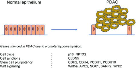 Histone Modifying Enzymes And Histone Modifications That Are Altered