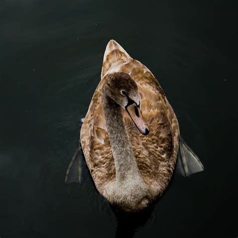 Premium Photo High Angle View Of Swan Swimming In Lake