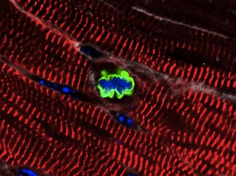 Adult Cardiomyocyte Image Eurekalert Science News Releases