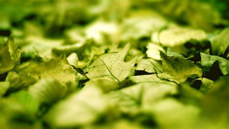 Fondos de pantalla hojas comida naturaleza césped verde hierba