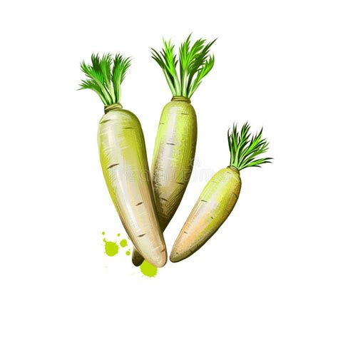 Daikon Plant Stock Illustrations 945 Daikon Plant Stock Illustrations