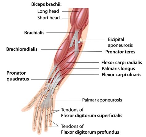 Flexor Digitorum Superficialis Median Nerve