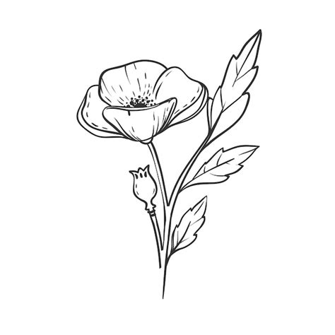 Mooie hand getrokken poppy bloem geïsoleerd op wit vector hand