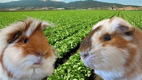 Guinea Pigs Love Their Greens Youtube