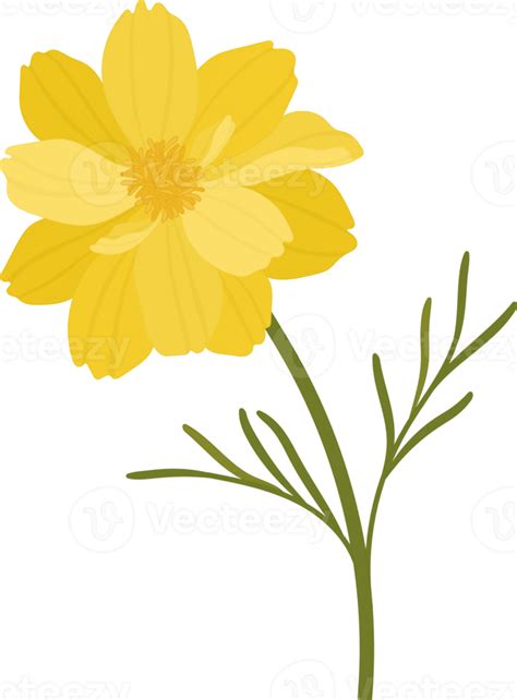 Yellow Cosmos Flower Hand Drawn Illustration Png