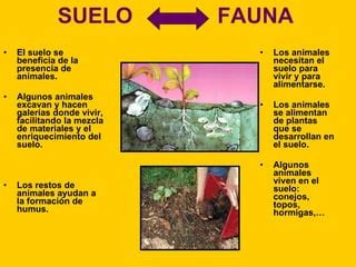 10 El Suelo La VegetacióN Y La Fauna PPT