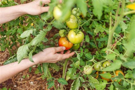 Concepto De Jardiner A Y Agricultura Mujer Trabajadora Agr Cola