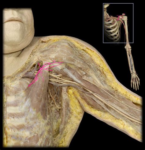 Upper Limb Lab Ii Flashcards Quizlet