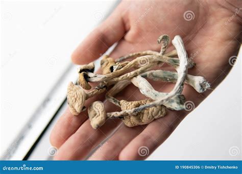 Psilocybin Mushroom Albino A Strain Psilocybin Mushroom Stock Photo