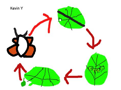 Stages Of A Caterpillar Life Cycle