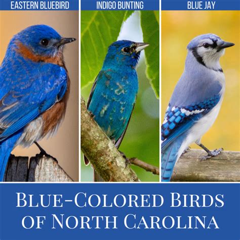 Types Of Blue Birds In Nc Bluebirds Indigo Buntings And Jays Owlcation