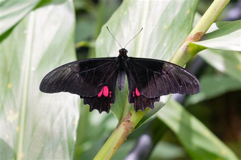 I Love Butterflies Smithsonian Photo Contest Smithsonian Magazine