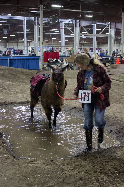 2017 Llama Show Pictures