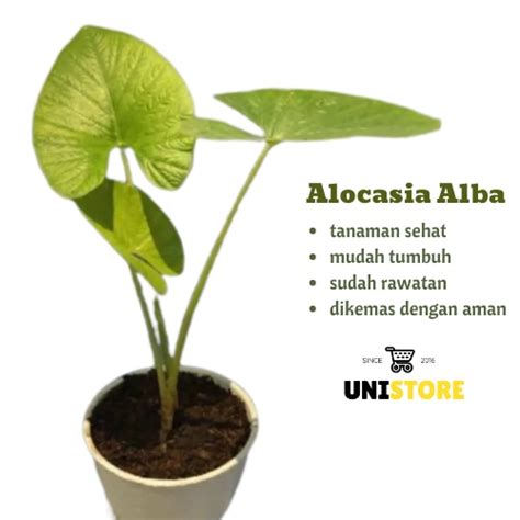 Jual Alocasia Alba Tanaman Hias Sejenis Dragon Scale Silver