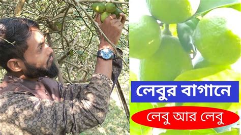 লেবুর বাগানে লেবু আর লেবু।الليمون والليمون في حديقة الليمونlemons And