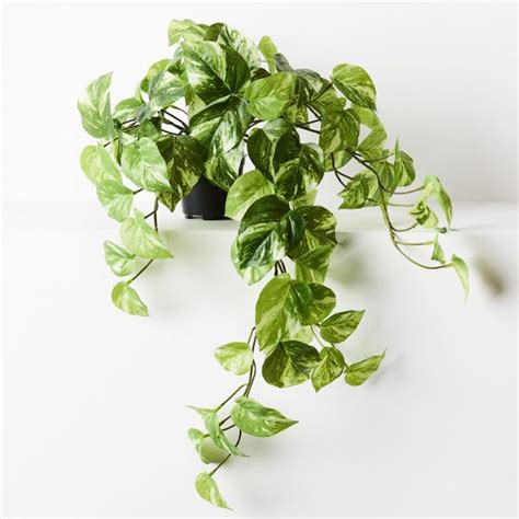 Artificial Pothos Hanging Plant 64cm Desflora