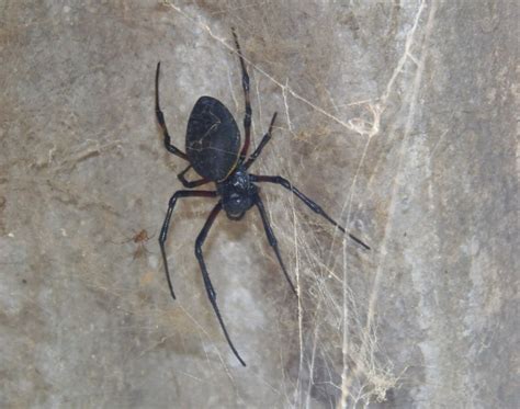 African Hermit Spider From Muniz Freire ES 29380 000 Brasil On