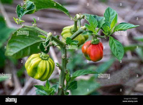 Jamaican Colors Hi Res Stock Photography And Images Alamy