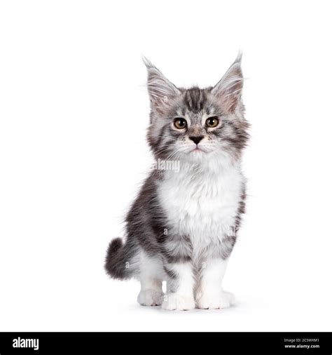 Bad Ass Silver Tabby With White Maine Coon Cat Kitten Standing Facing