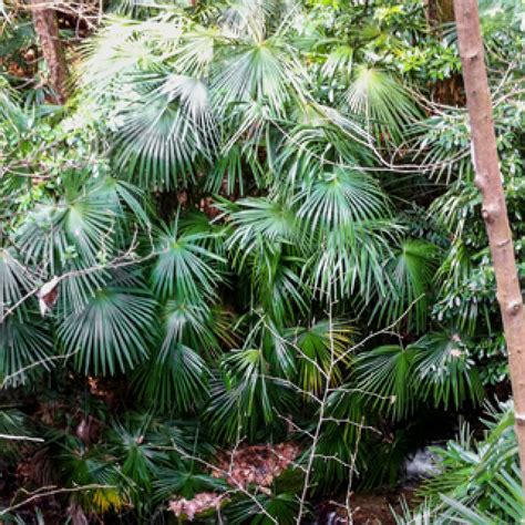 Klimawandel verstärkt Verbreitung gebietsfremder Pflanzen | Baublatt