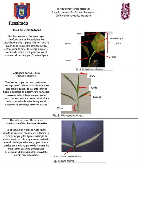 Solution Practica Botanica Encb Ipn Studypool