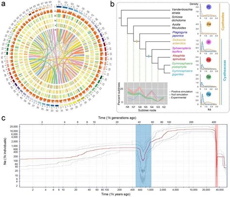 Nature Plants 中国林科院李全梓团队联合多家单位破译蕨类植物桫椤基因组，揭示树蕨进化及树干发育的分子机制 知乎