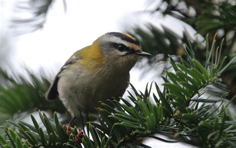 Firecrest | BirdForum